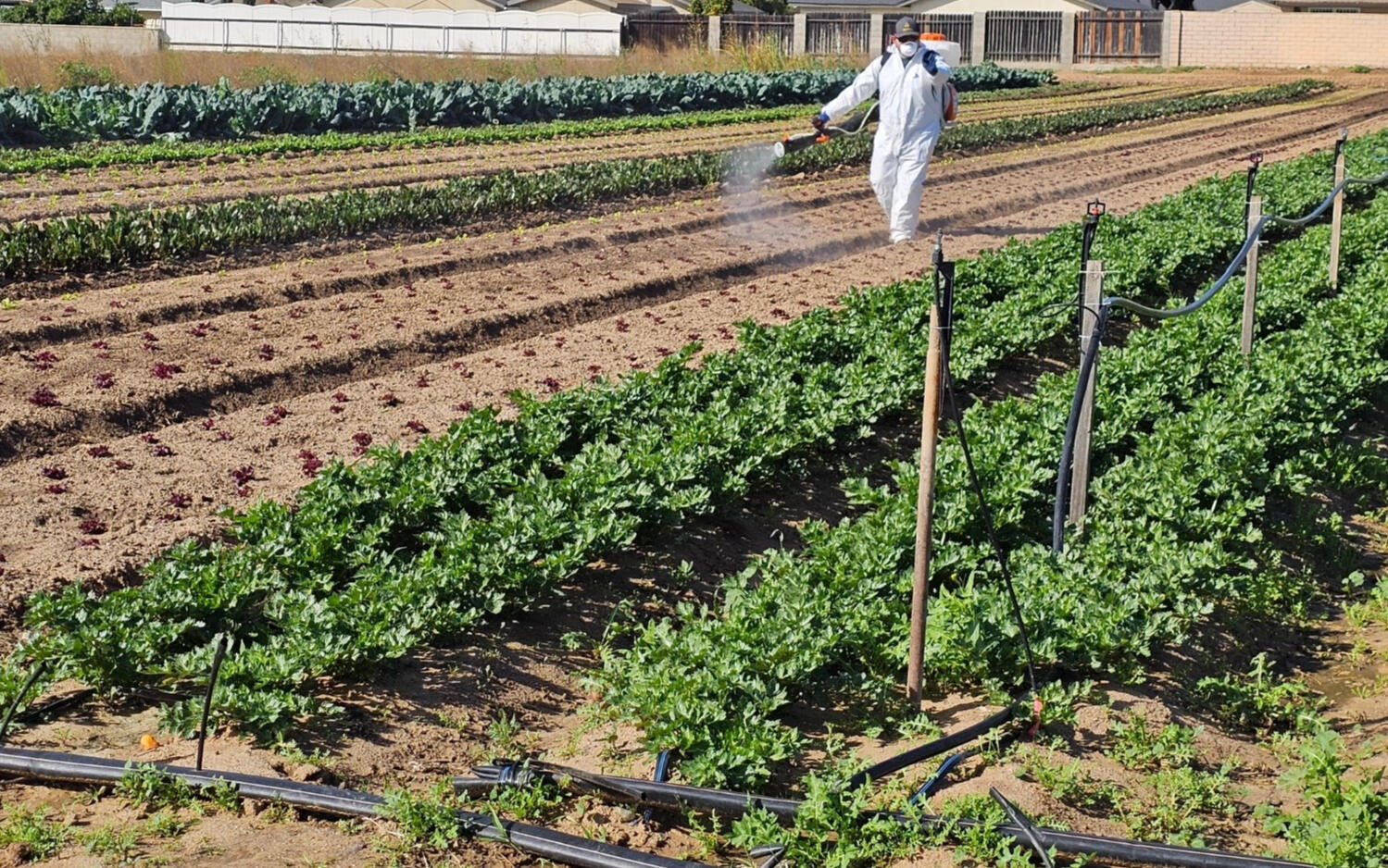 Farm and Orchard Management, Spraying Farm Rows